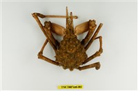 藏品(乳頭長腿蟹)的圖片